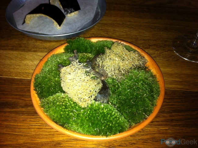 Deep Fried Reindeer Moss